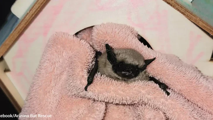 Kind-Hearted Siblings Save Baby Canyon Bat and Give It a New Home