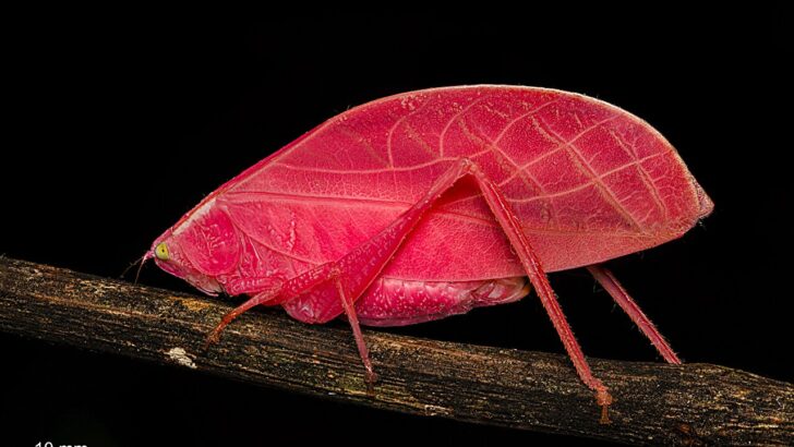 Scientists Reveal How This Bright Pink Rainforest Insect Uses Color Trick to Hide in Plain Sight
