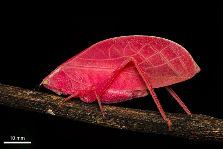 Scientists Reveal How This Bright Pink Rainforest Insect Uses Color ...