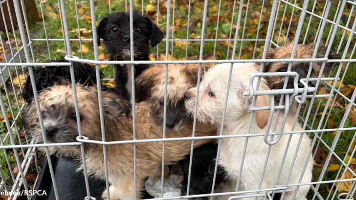 Abandoned Puppies Rescued After Being Left in Crate During Storm