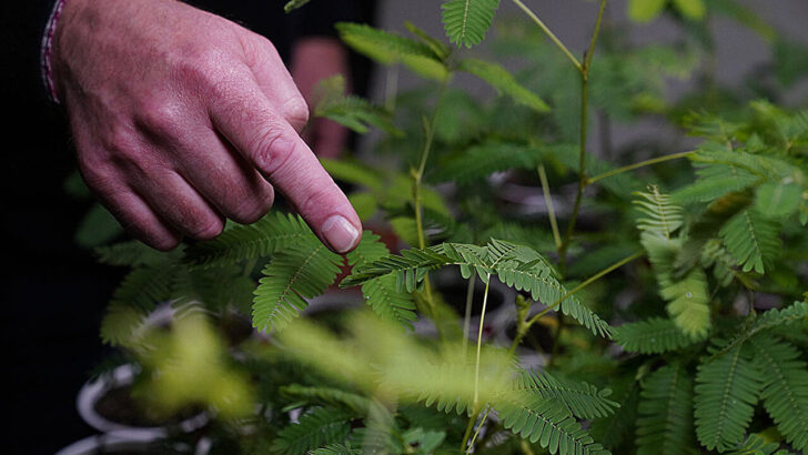 Scientists Discover Plants May Be Able to Count Environmental Events