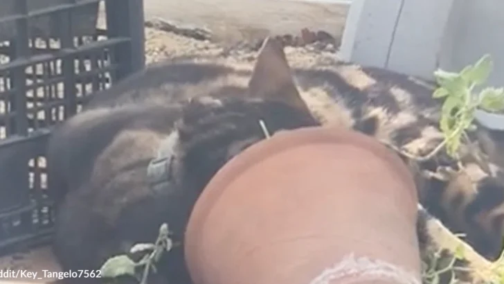Mystery Cat Stages Daring Catnip Raid in Hospital Greenhouse