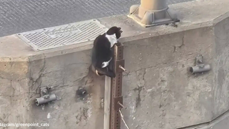 Strangers Rally to Rescue Tiny Kitten Trapped 50 Feet Above Traffic