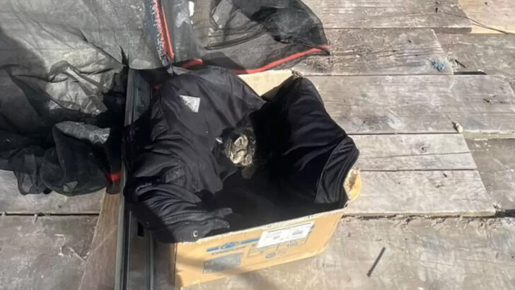 Frozen Kitten Rescued From Construction Site Makes Miraculous Recovery