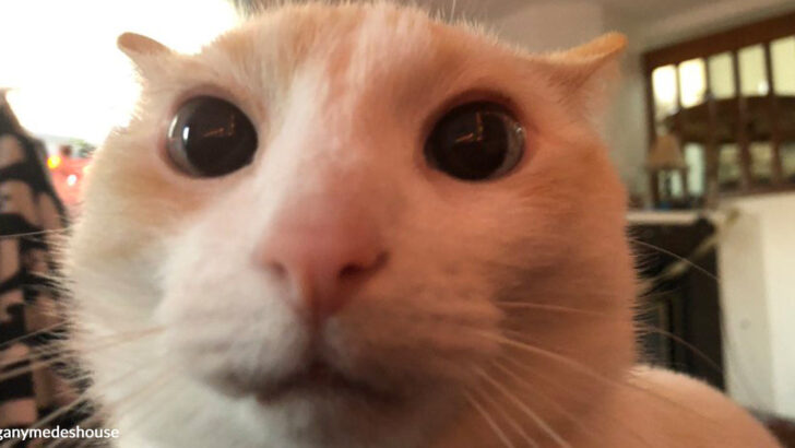 15-Year-Old Blind Cat Goes Viral as Owner Shares Photos and Sets Boundaries