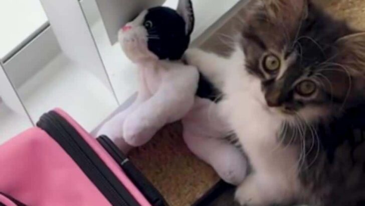 Kitten’s Love for Stuffed Toy Leads to Heartwarming Real Life Sister Story