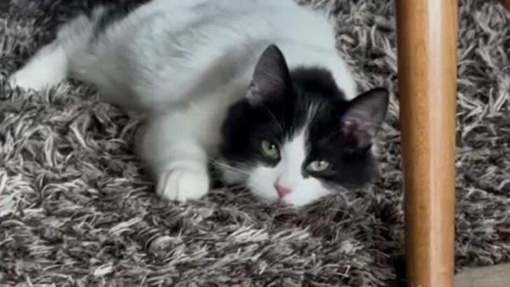 Tiny Crying Kitten Wins Heart and Now a Confident Sanctuary Favorite