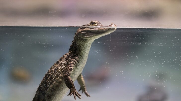 Crocodiles Reveal Hidden Growth Spurts That Could Reshape How Scientists Measure Dinosaur Lifespans