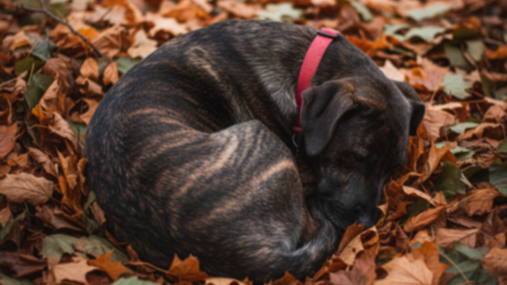 Skeletal Puppy Found Curled Beneath Fallen Leaves Finds Forever Home