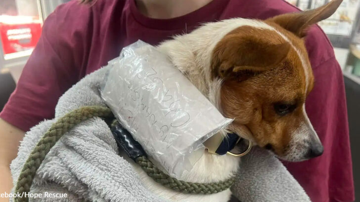 Cyclists Stop to Help Scared Stray and Find Heartbreaking Note on Its Collar