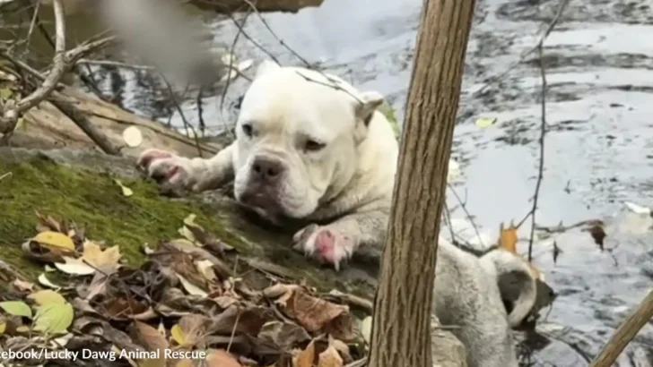 Rescuers Rush to Help Terrified Dog Trapped in Freezing Creek