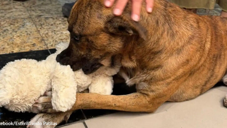 Stray Dog’s Toy Heist Sparks Wave of Kindness and Leads to Happy Adoption