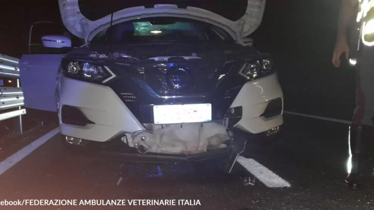Miracle Stray Dog Survives 80 MPH Crash Lodged in Car Grille