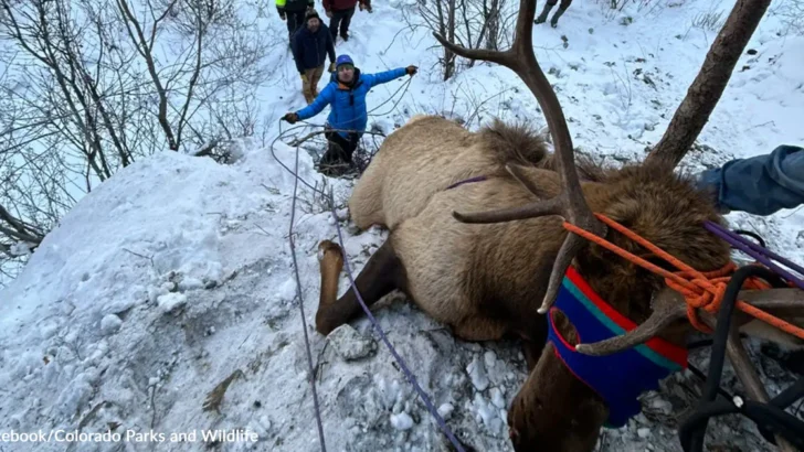 Climbers’ Swift Intervention Saves Elk from Rope Trap on Colorado Ice Slope
