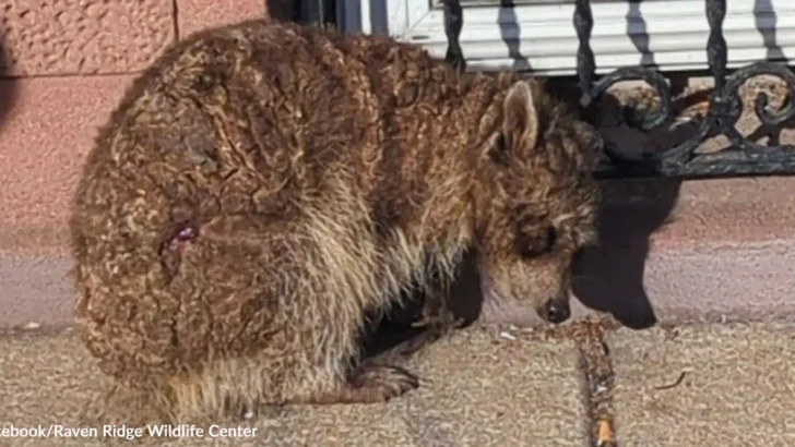 Hairless and Freezing Raccoon Gets Second Chance Thanks to Philadelphia Neighbors