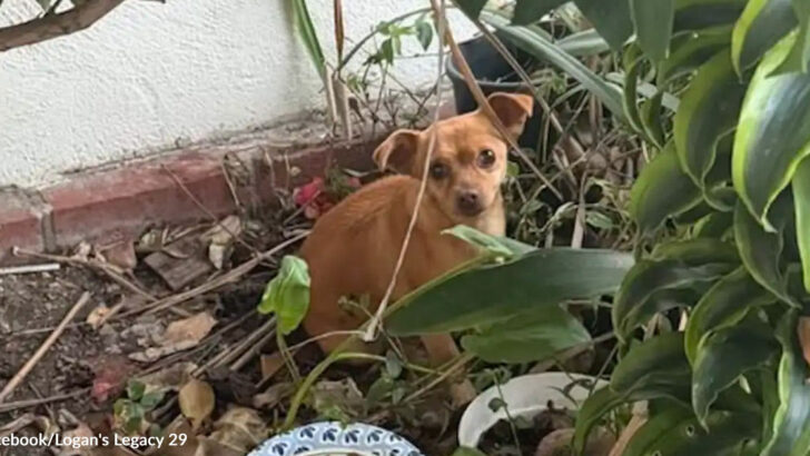 Tiny Dog&rsquo;s Harrowing Wait in Roadside Bushes Ends with Joyful Family Reunion