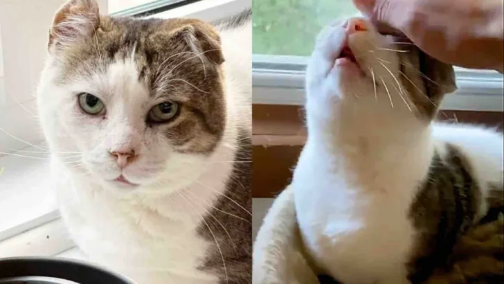 Once Homeless Cat Finds Comfort for the First Time and Shows His Sweet Nature