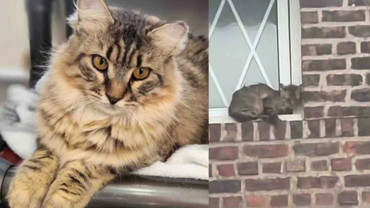 Cat Rescued From NYC Rooftop Finds a Whole New World