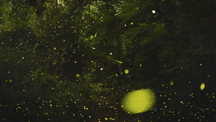 Researchers Finally Uncover How Fireflies Coordinate Their Light Show