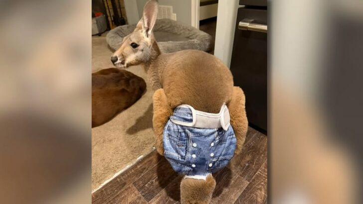 Wisconsin Community Search Ends as Missing Baby Kangaroo Found Safe After Three-Day Wild Run