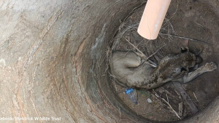 Dramatic Rescue Saves Lioness Trapped in 15 Foot Deep Septic Pit