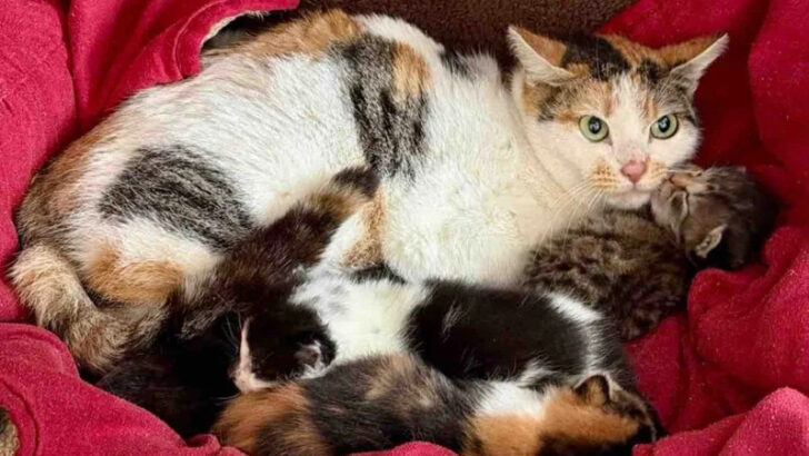 Firefighters and Volunteers Unite for Rooftop Rescue of Five Kittens and Cat Mom
