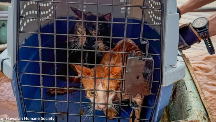 Hawaii Flood Crisis Leaves Thousands of Pets Displaced