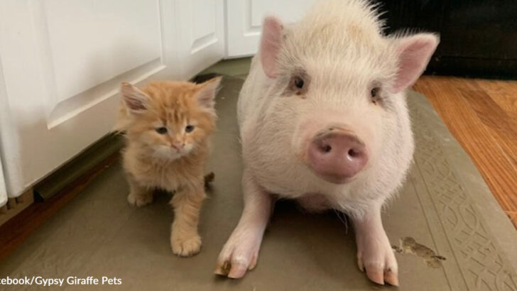 Inseparable Pig and Kitten’s Heartwarming Bond Goes Viral