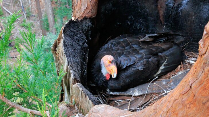 Wild Condors Nest in Northern California for First Time in 100 Years, Sparking Hope Among Conservationists