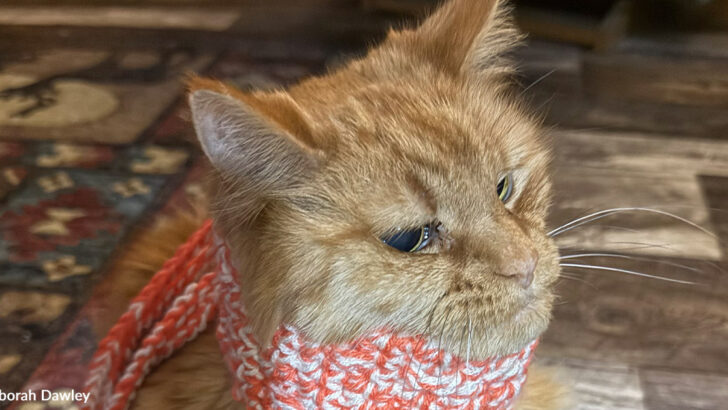 Once Abused Senior Cat Finds Healing and Devotion in a New Home