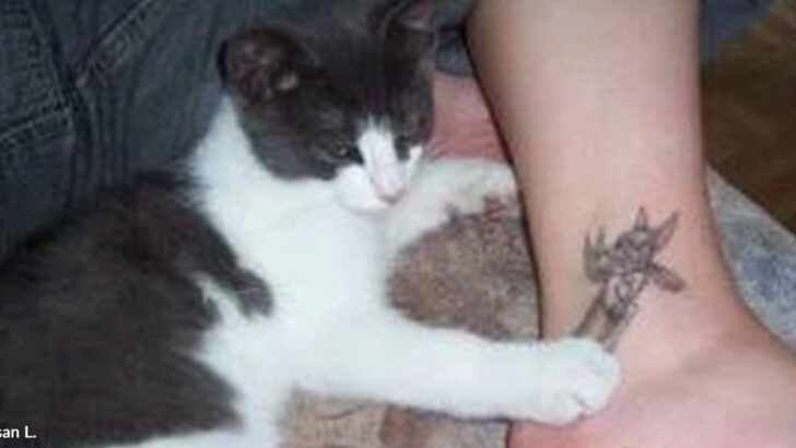 A Stray Kitten Interrupts a Wedding and Changes Two Lives Forever