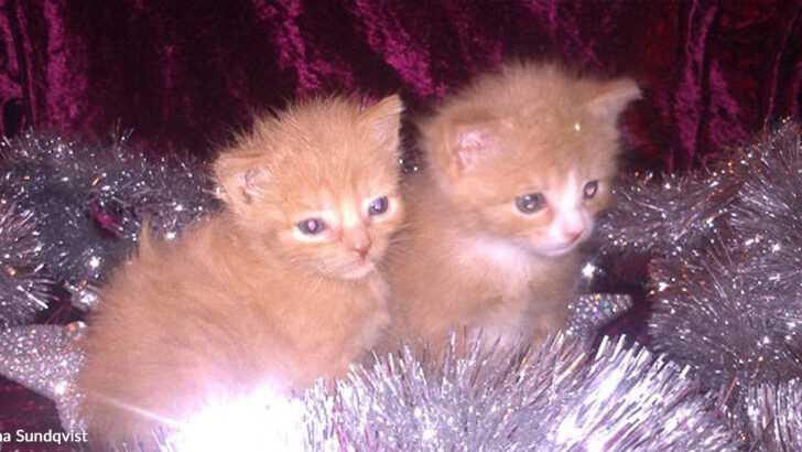 Newborn Kittens Abandoned in the Cold Fight Against the Odds to Survive