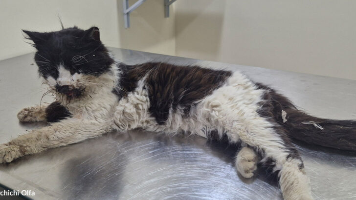 One Woman Takes On the Mission to Rescue Seventy Forgotten Cats