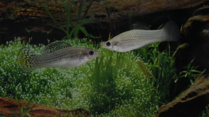 This All Female Fish Species Outsmarted Extinction by Copying Its Own DNA