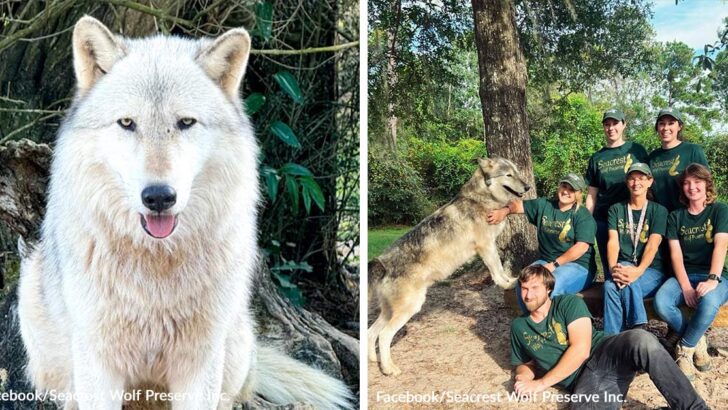 Wolves Lose Lifelong Home as Court Mandates Sanctuary Closure