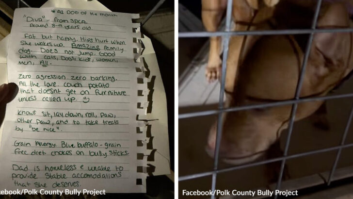 Florida Shelter Finds Senior Dog Left with Heartbreaking Note from Homeless Owner