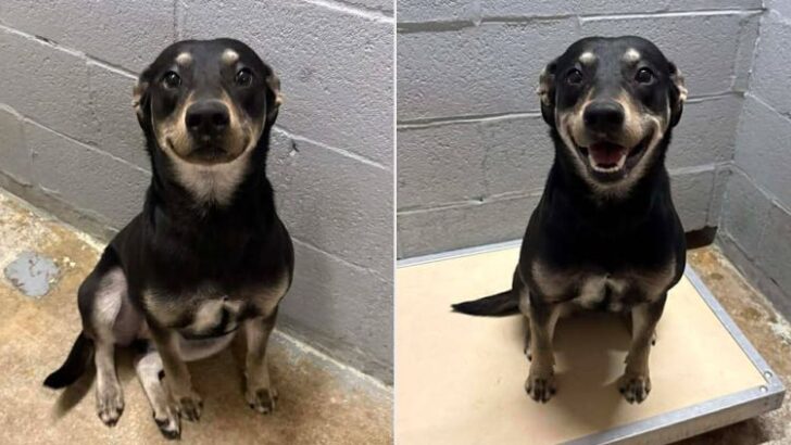 Shelter Dog&rsquo;s Captivating Grin Sparks Viral Fame and Swift Adoption