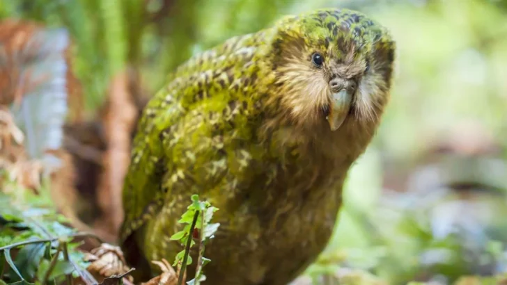 Worlds Fattest Kākāpō Captivates Global Audience in Rare Live Stream from the Wild