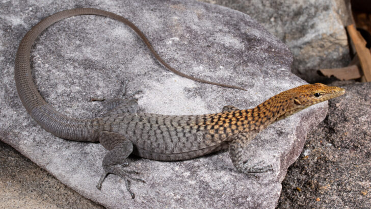 Hidden Reptile Diversity Emerges With Three New Rock Monitor Lizard Species Found in Northern Queensland