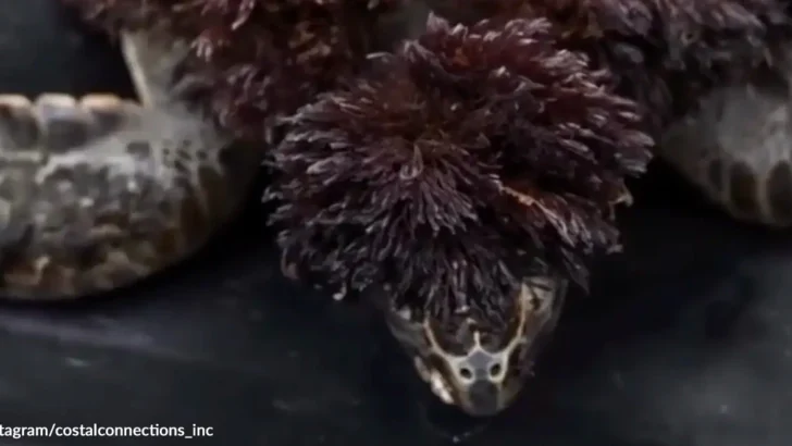 Sea Turtle Covered in Strange Red Hair-Like Growth Rescued by Beachgoers