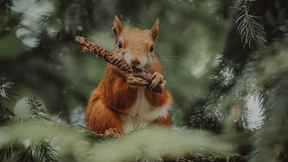 Many Animals Use Complex Tools, Shattering Old Beliefs About Intelligence