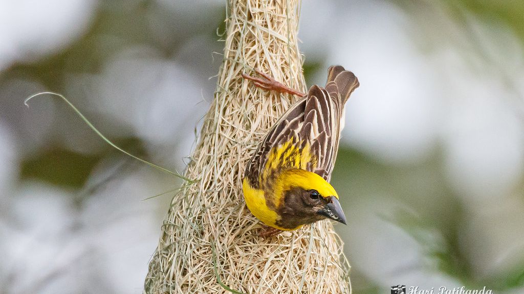 Some Birds Build Nests So Intricate They Rival Human Architecture