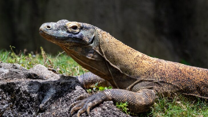Endangered Komodo Dragons Head to Japan to Help Boost Breeding Program
