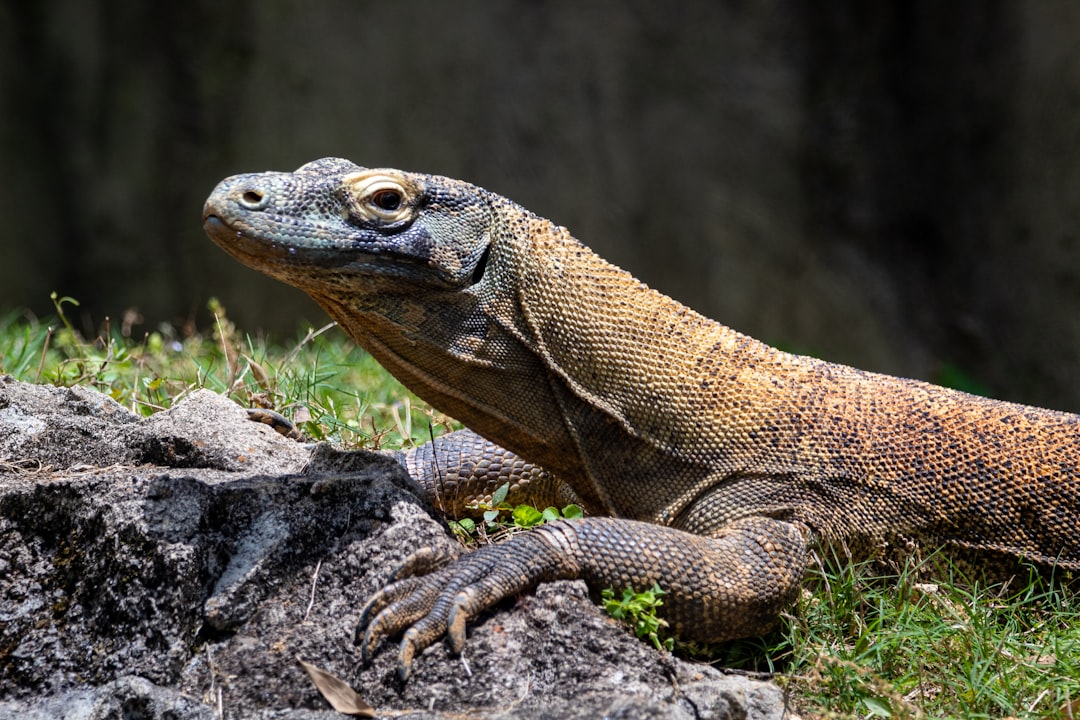 Indonesia to loan endangered Komodo dragons to Japan for breeding program