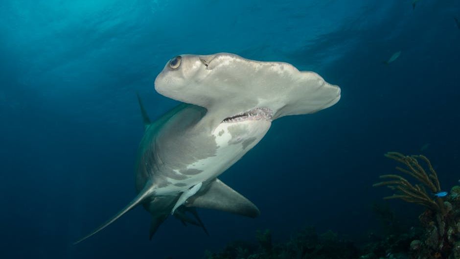 Great Hammerhead Sharks Thrive in a Surprisingly Narrow Temperature Window