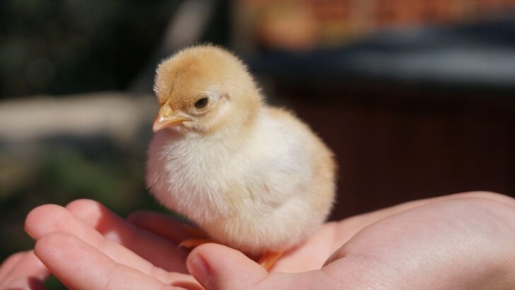 Human Touch Makes Baby Chicks Genuinely Happy, According to New Research