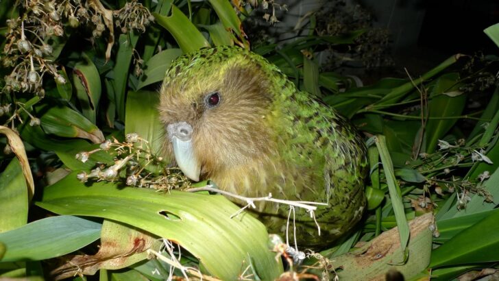 New Zealand’s Rare Nocturnal Parrots Are Breeding Again After Four Years, Bringing Hope to Conservationists
