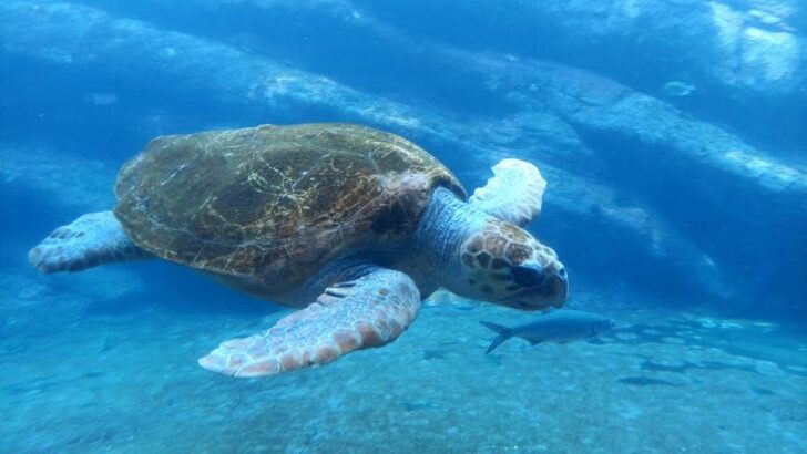 Woman’s Epic 92-Day Quest Saves Barnacle-Ridden Sea Turtle