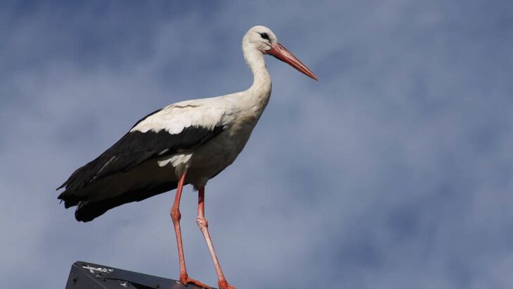 Brave Stork Delivers Karate Kick Defense Against Jackals in Kruger National Park Showdown