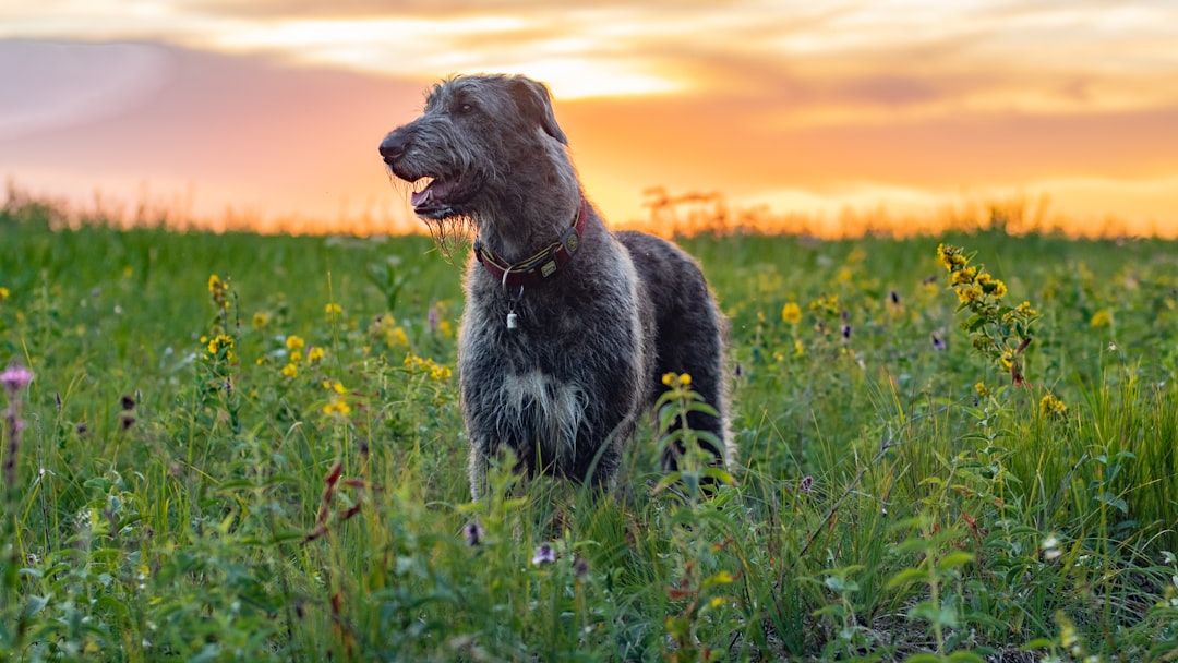 20 Dog Breeds That Match a Peaceful, Slower-Paced Lifestyle